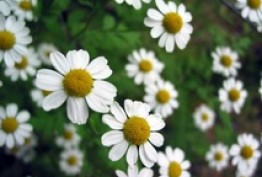 بابونه کپه قرمز، مفید برای ناراحتی‌های روده‌ای