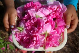 عصاره گل محمدی؛ داروی ضد افسردگی