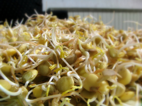 خواص مفيد برخي از جوانه ها براي بدن انسان