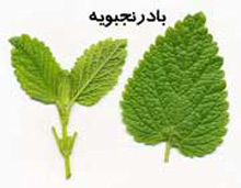 درمان اضطراب‌,داروي گياهي درمان اضطراب‌