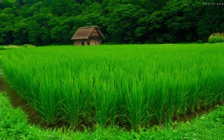 گردشگری مزرعه‎ای؛ ظرفیتی فراموش‌شده در کشور