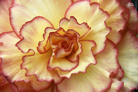 عکس/نمایشگاه گل و گیاه چلسی 