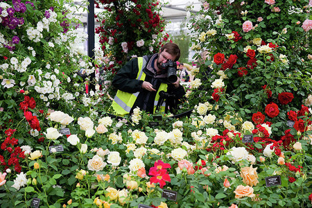 عکس/نمایشگاه گل و گیاه چلسی 