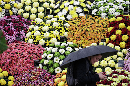 عکس/نمایشگاه گل و گیاه چلسی 