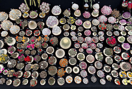 عکس/نمایشگاه گل و گیاه چلسی 