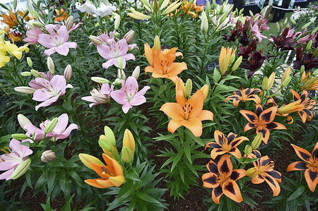 عکس/نمایشگاه گل و گیاه چلسی 