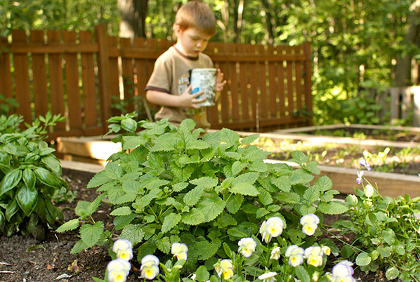 «بادرنجبویه»، گیاهی دارویی برای کاهش چربی‌های کبد و تقویت حافظه شما 