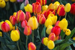 تاثیر شگفت انگيز نگاه کردن به گل‌