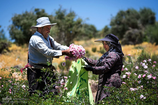 برداشت گل محمدی دیم و گلاب گیری لایزنگان استان فارس