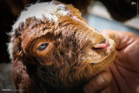 عکس/ زیبایی‌های خوانسار 