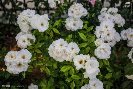 عکس/ زیبایی‌های خوانسار 