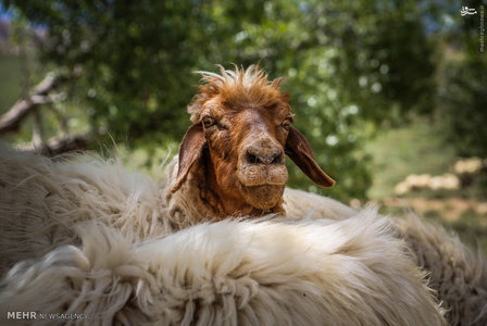 عکس/ زیبایی‌های خوانسار 