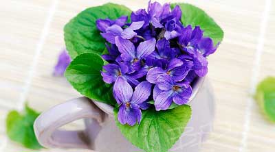 بنفشه معطر,خواص بنفشه معطر,خاصيت بنفشه معطر,خواص دارويي بنفشه معطر