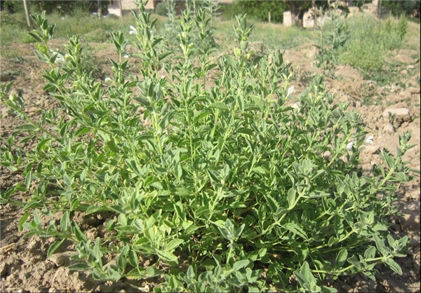 کشت گیاهان دارویی نادر در مراتع سمیرم