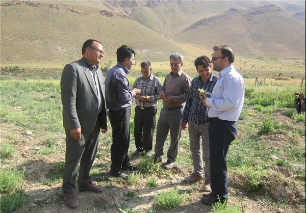کشت گیاهان دارویی نادر در مراتع سمیرم