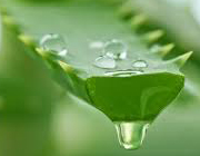 ژل گیاه آلوئه ورا