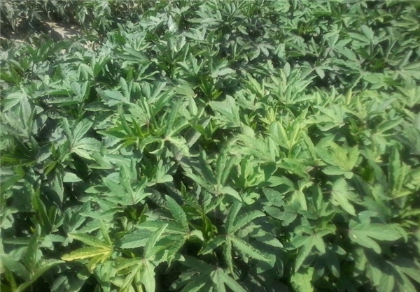 کشت چای ترش در 50 هکتار از اراضی رودبار+عکس