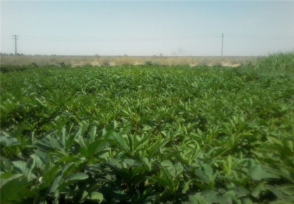 کشت چای ترش در 50 هکتار از اراضی رودبار+عکس