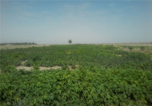 کشت چای ترش در 50 هکتار از اراضی رودبار+عکس