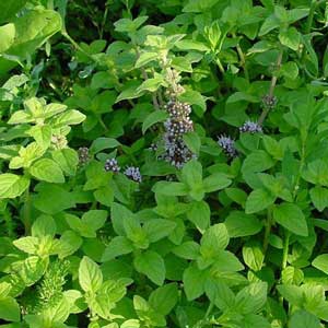 گياهان دارويي ضد اسهال, اسهال, درمان اسهال, داروي اسهال, گياهان دارويي