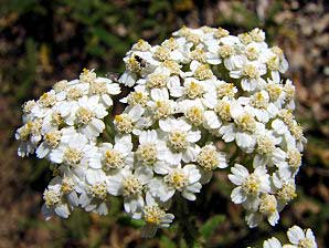 گياهان دارويي ضد اسهال, اسهال, درمان اسهال, داروي اسهال, گياهان دارويي