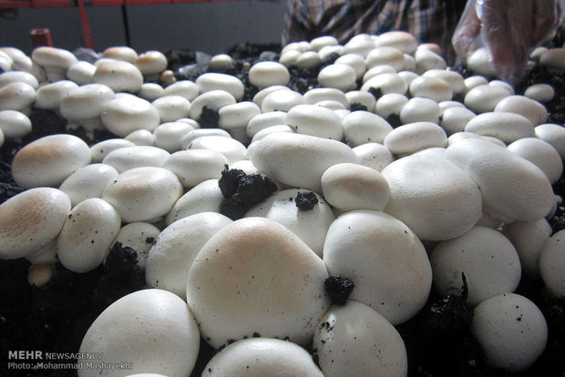 پرورش و تولید قارچ در هشت بندی هرمزگان