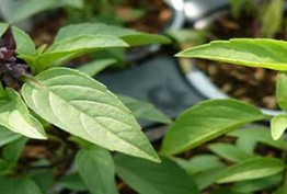 برگ‌های مفید برای سلامت پوست