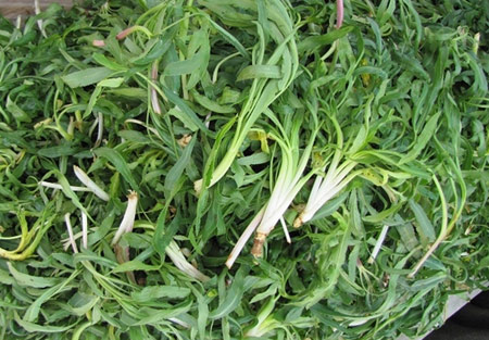 گیاه شنگ,خواص گیاه شنگ