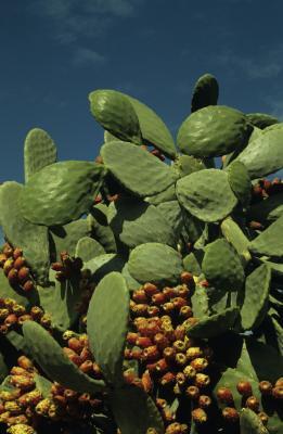 Health Benefits of Cactus Tea