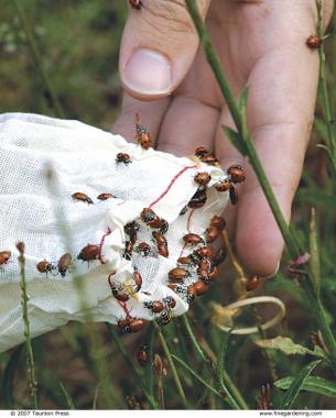 استفاده از حشرات برای مبارزه با آفات