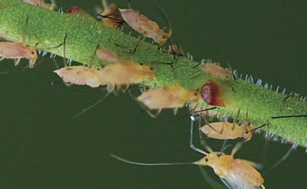 استفاده از حشرات برای مبارزه با آفات گیاه