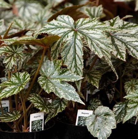 بگونیا (Begonias)