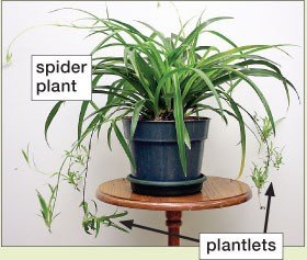 گیاه گندمی (Spider Plant)
