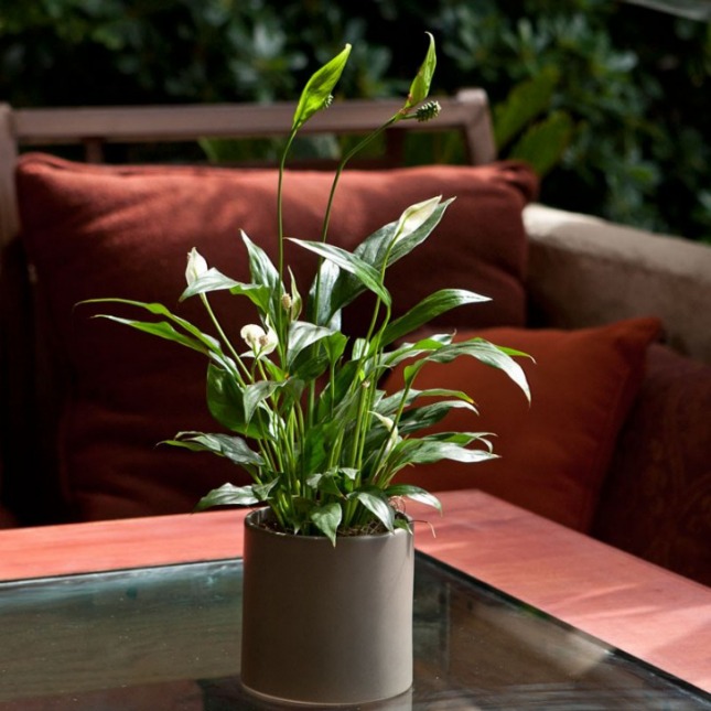 اسپاتی فیلوم (Peace Lily)