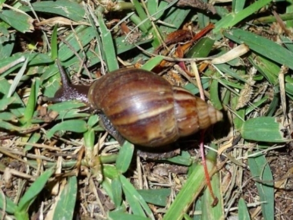 دفع آفت لیسه و حلزون