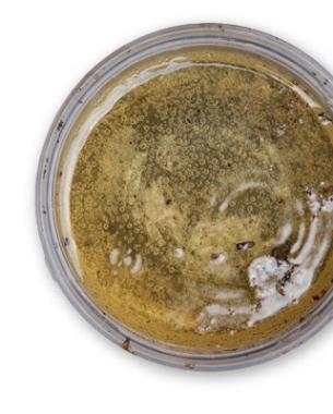 تله بسازید برای دفع آفت لیسه و حلزون