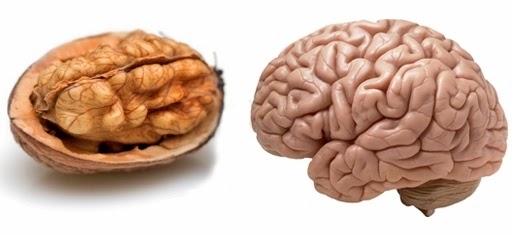 شباهت شگفت انگیز میوه ها به اعضای بدن