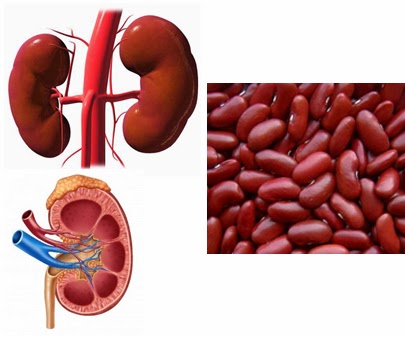شباهت شگفت انگیز میوه ها به اعضای بدن