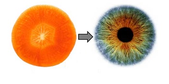شباهت شگفت انگیز میوه ها به اعضای بدن