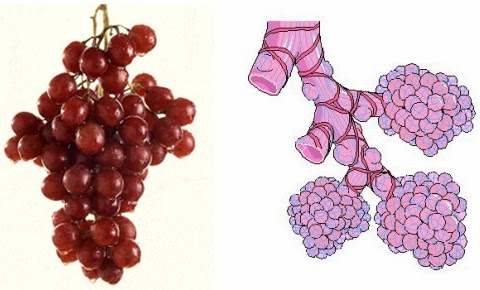 شباهت شگفت انگیز میوه ها به اعضای بدن