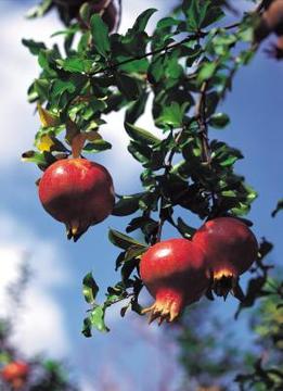 Fruit only appears on pomegranate shrubs that are well-established.