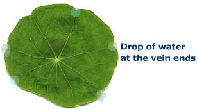 چرا تعریق در گیاهان اتفاق می افتد؟