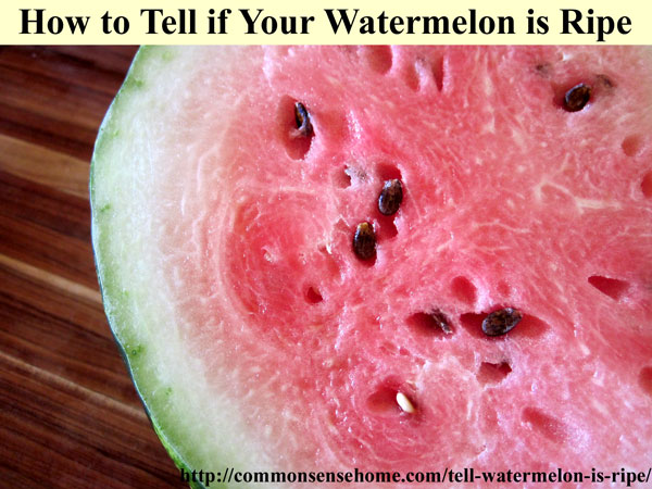 How to Tell if a Watermelon is Ripe - 4 clues to look for to tell if your garden or store watermelon is red, ripe, and ready to pick.