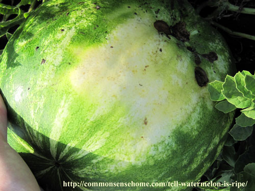 How to Tell if Your Watermelon is ripe
