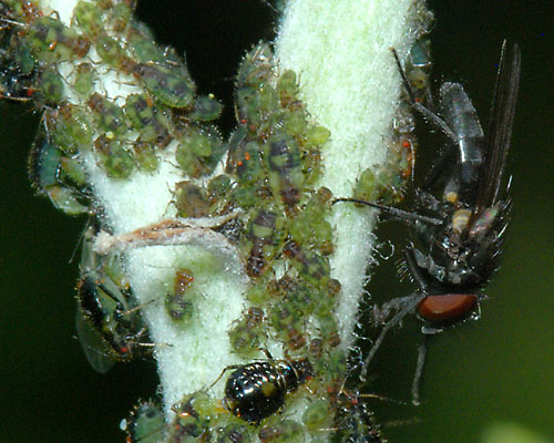 پاک کردن عسلک از روی گیاه -