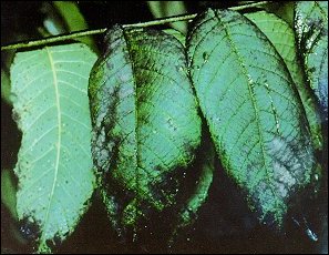 پاک کردن عسلک از روی گیاه - عسلک چیست؟