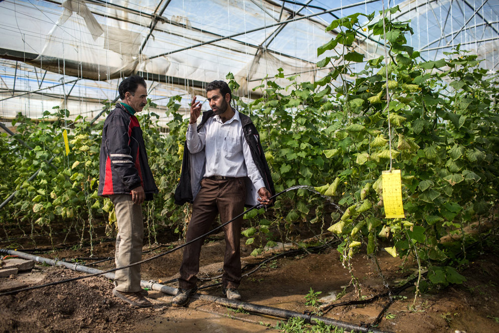 ناوداني يا بالشتكي؟!