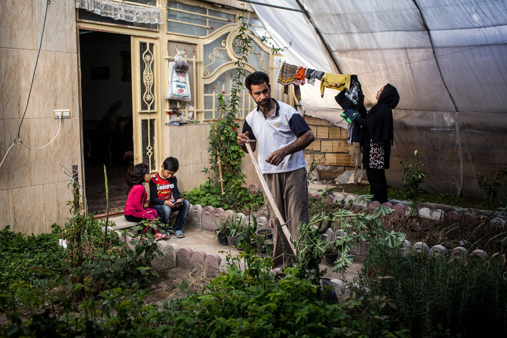 خيار گلخانه اي را كي بكاريم؟