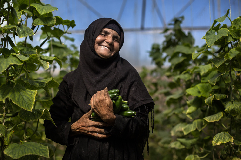 کسب درآمد سبز از پشت بام منزل