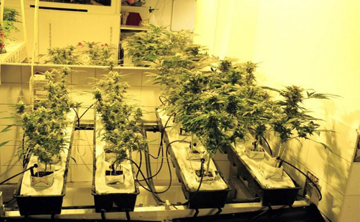 تاپ صبح////گیاهان مخدر در ویترین‌های موزه آمستردام